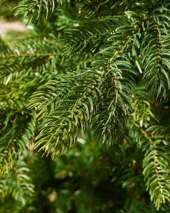 WeRChristmas Himalayan Fir Christmas Tree, 6 Ft