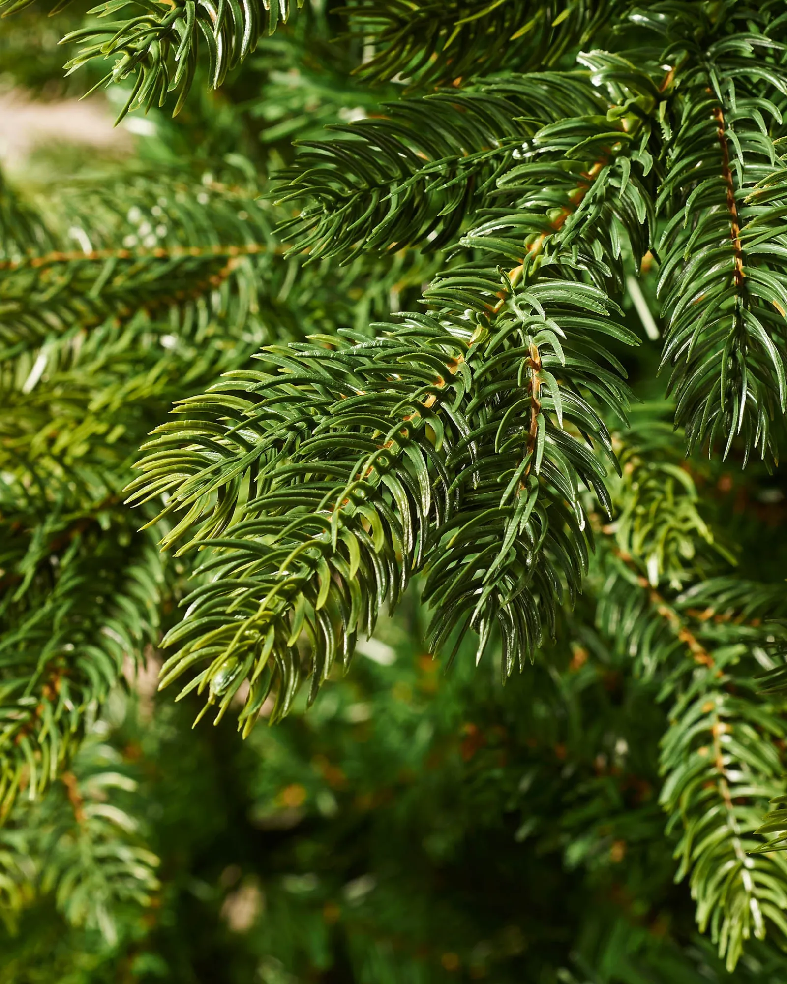 WeRChristmas Himalayan Fir Christmas Tree, 8 Ft