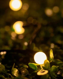 WeRChristmas LINK UP LED Berry Lights, Black Cable, Warm White