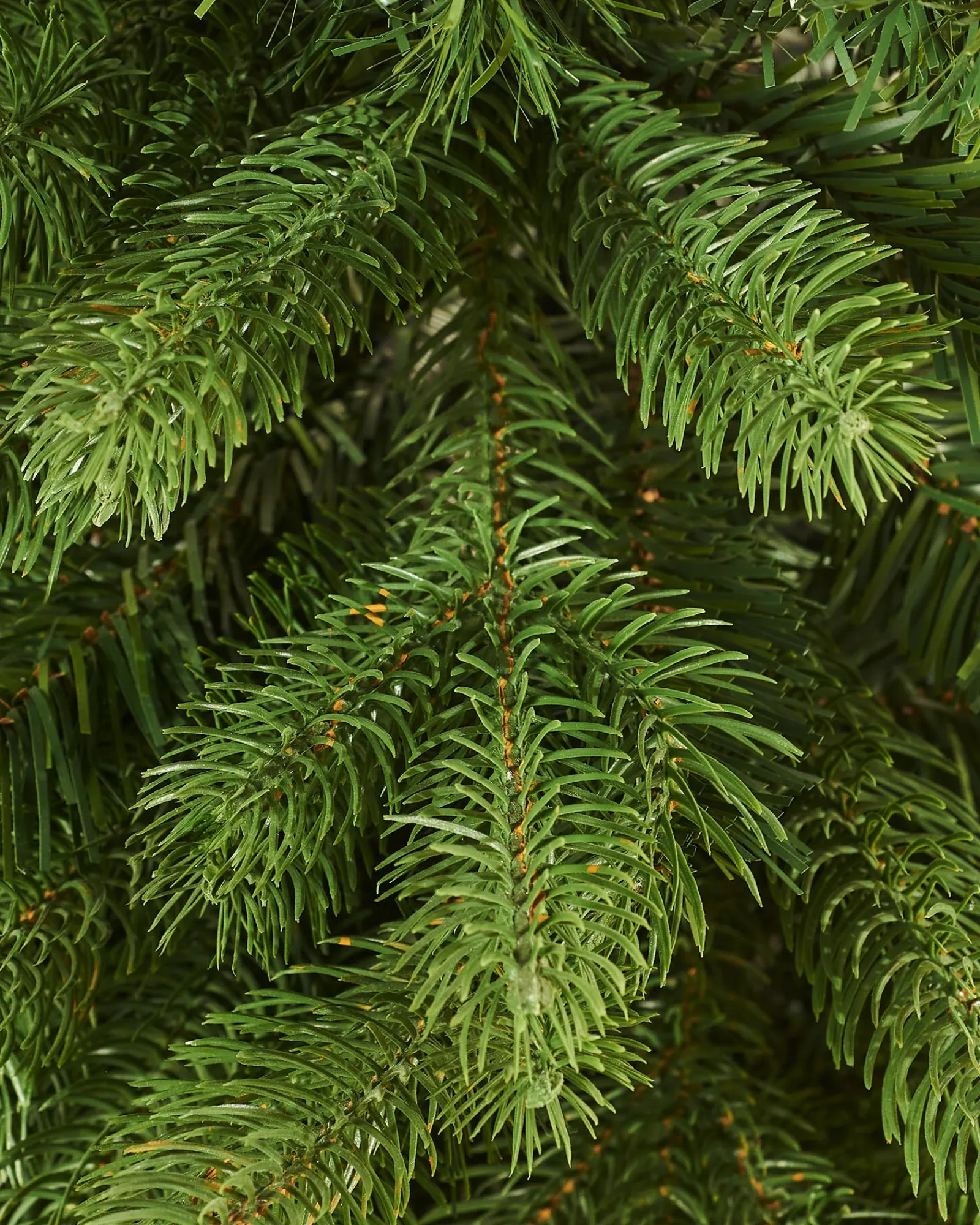 WeRChristmas Mixed Pine Traditional Potted Christmas Tree, 3 Ft