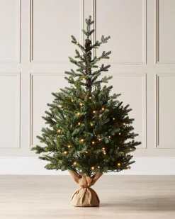 WeRChristmas Pre-Lit Norway Spruce Potted Christmas Tree, 3 Ft