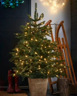 WeRChristmas Pre-Lit Potted Alaskan Fir Christmas Tree, 4 Ft