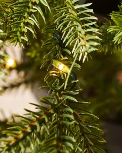 WeRChristmas Pre-Lit Potted Douglas Fir Christmas Tree, 3 Ft