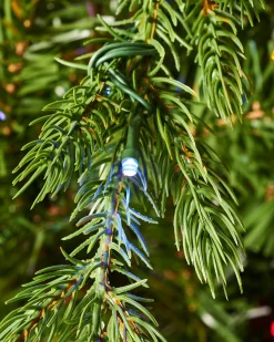WeRChristmas Pre-Lit Windsor Fir Christmas Tree, Dual Warm White, 7 Ft