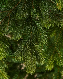 WeRChristmas Regent Pine Mixed Tip Christmas Tree, 7 Ft